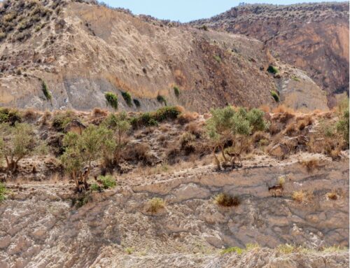 Gestionar la biodiversidad en las explotaciones de áridos